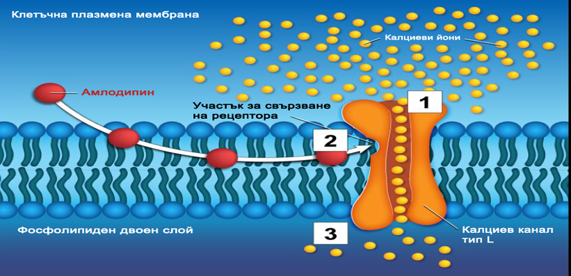Амлодипин - механизъм на действие