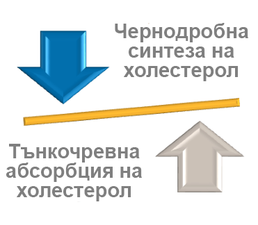 #1 Синтез и абсорбция на холестерола