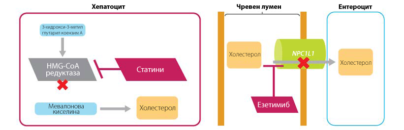 Механизъм на действие 