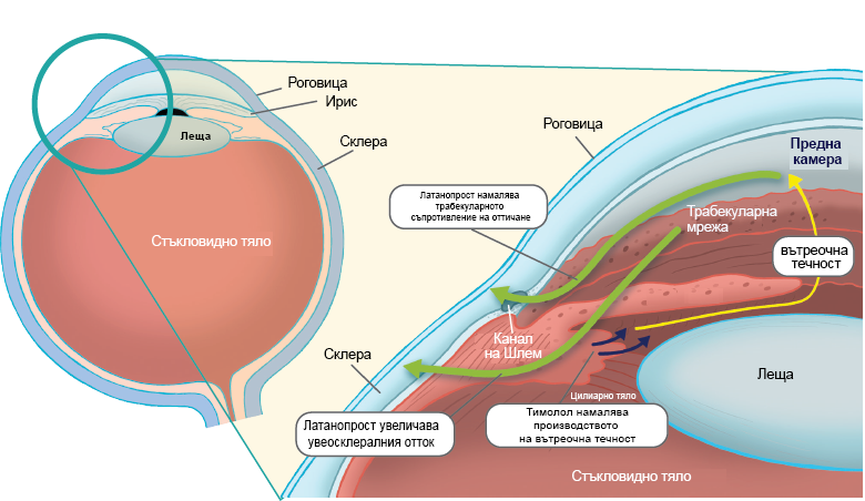 Eye anatomy