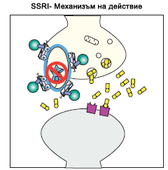 #2 SSRI механизъм на действие